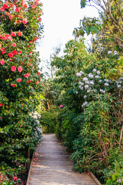 istock Path between beautiful blooming rhododendrons and camellia trees in botanical garden at spring 1474080218