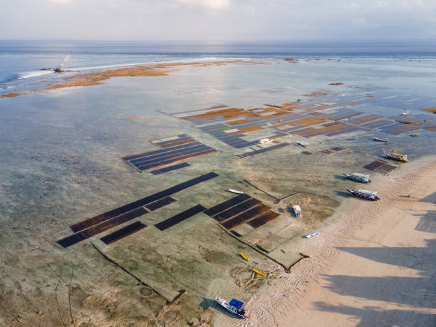 luftaufnahme der algenfarm in nusa lembongan - seaweed nusa lembongan seaweed farming water stock-fotos und bilder