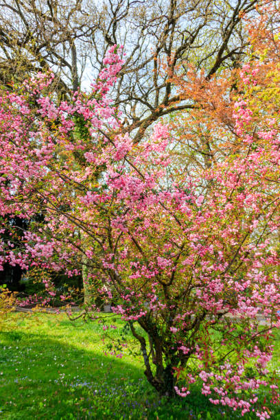 istock Pink blossoming cherry tree in garden at spring 1474080373