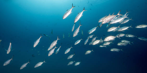 istock School of Jack fish in the blue ocean 1474080690