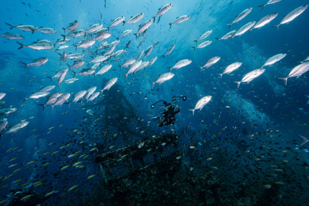 istock HTMS Chang wreck ship with school of jack fish 1474080693