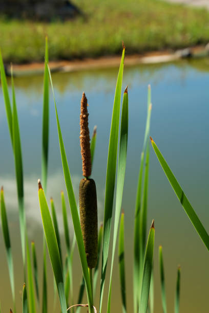 Cattails and Reeds in a garden Pond area