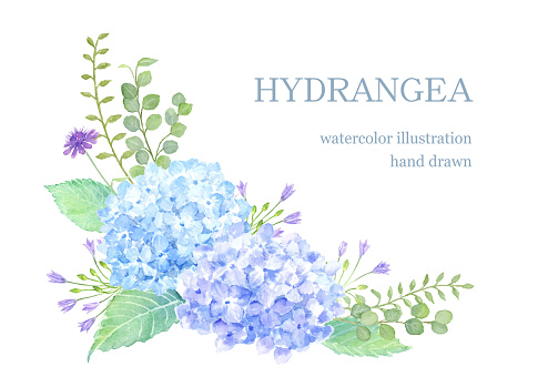 Watercolor illustration of hydrangea decoration