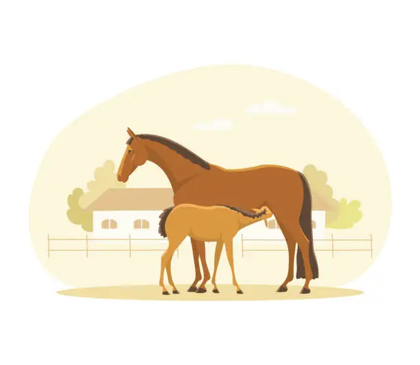 Vector illustration of Mare feeds her newborn foal with milk
