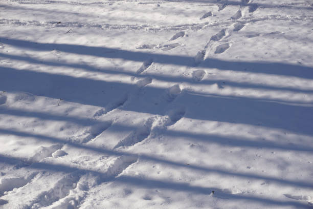 istock Many footprints on snow in winter 1474085724