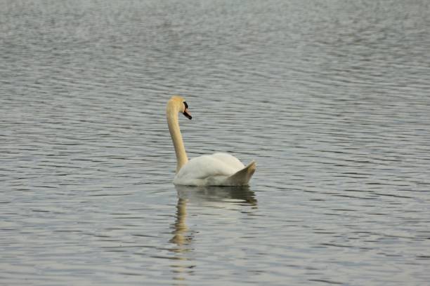 istock A solitary Swan on calm water 1474085754