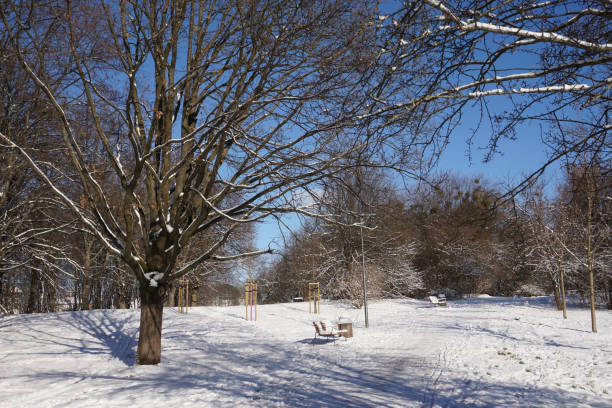 istock Footpath in park in winter at daytime 1474086084