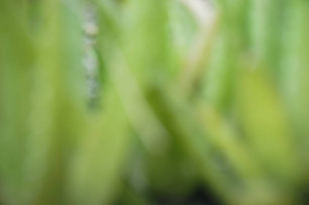 Aloe Vera background bluring in the garden in home