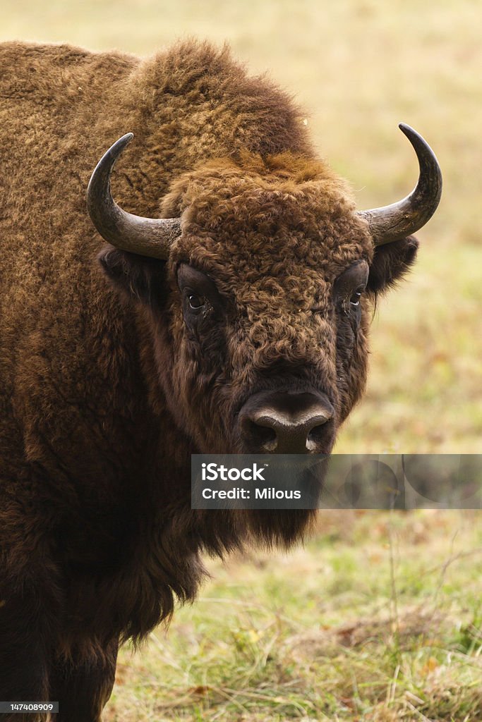 European bison European bison in Autumn,  Latin: Bison bonasus Animal Stock Photo