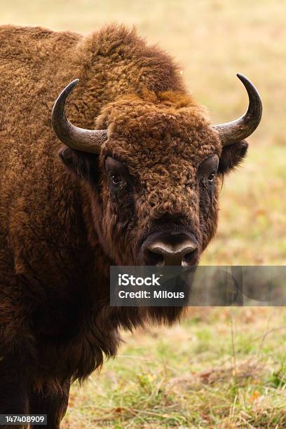 European Bison Stock Photo - Download Image Now - Animal, Animal Body Part, Animal Hair