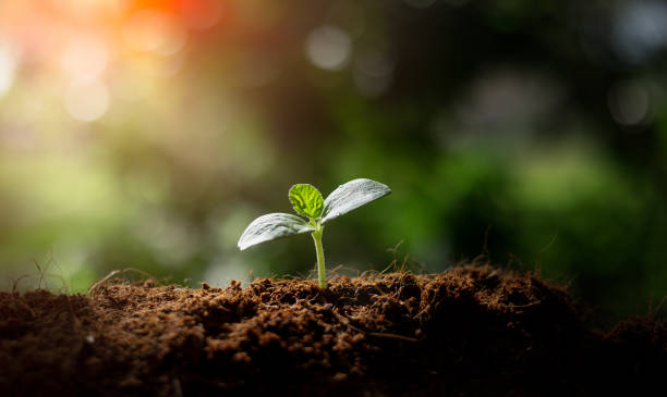 istock Earth day concept. Renewable energy for future. Sustainable resources. 1474089274