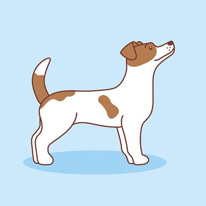 Vector cartoon illustration of a Jack Russell terrier. The dog is standing sideways with head raised, Isolated on a blue background. Pets, animals, dog theme - a design element in a flat style.