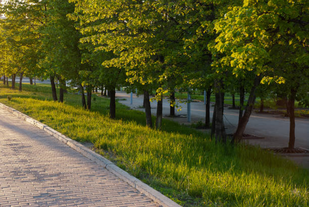 City alley pavement tiles lindens and grass illuminated by evening light.