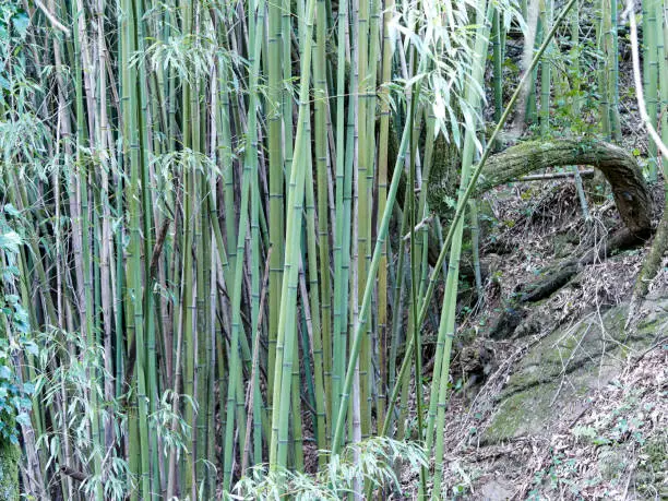 Photo of Bamboo forest of Arashiyama near Kyoto, Japan