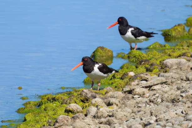 istock Two Eurasian Oystercatchers standing near water 1474092656