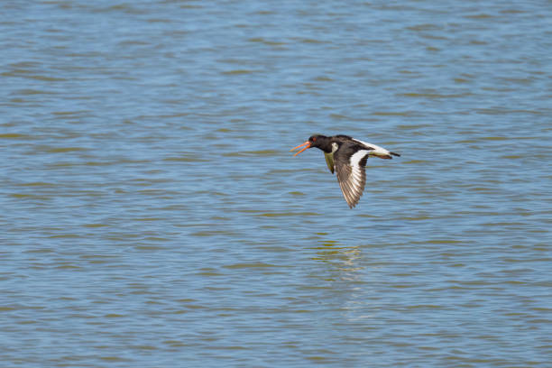 istock A Eurasian Oystercatcher flying low over water 1474092666