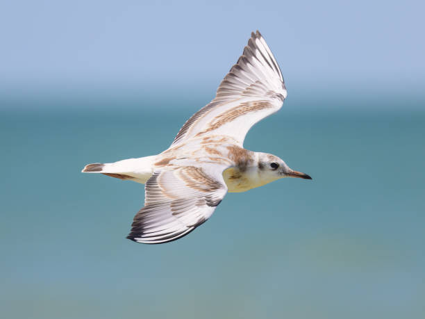 istock A black-headed gull in flight on the beach 1474092800