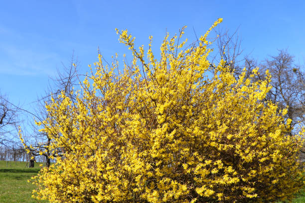 Free Stock Photo of Vibrant yellow forsythia flowers blooming ...