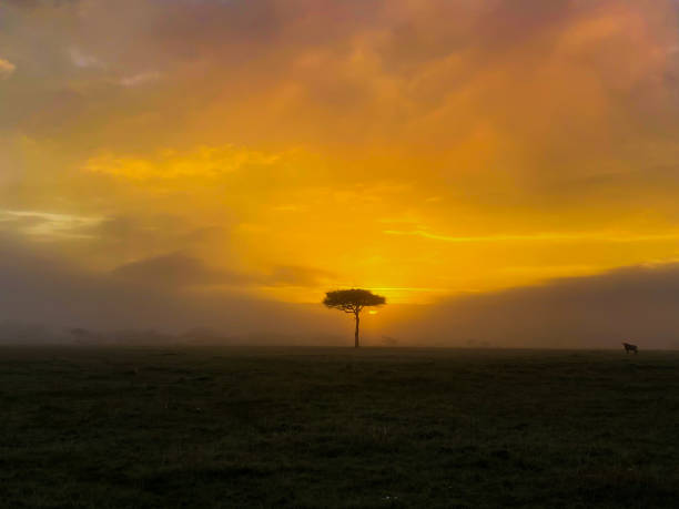 istock Wildebeest and African sunset 1474092820