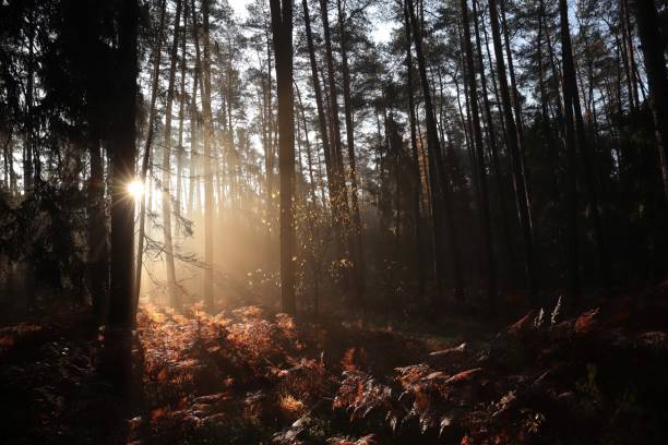 istock Sunrise in a misty coniferous forest 1474093816