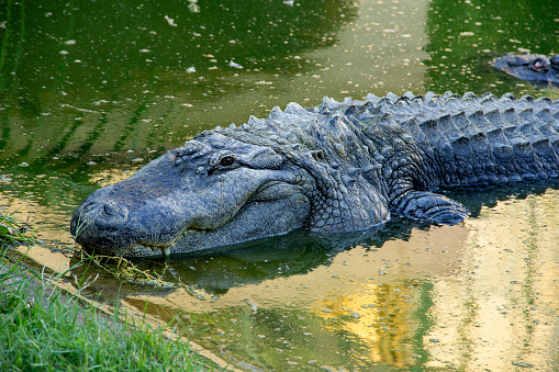 Big crocodile in the green river close up