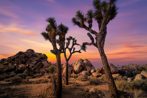 View from road trip with Joshua trees at sunset landscape around. California, USA