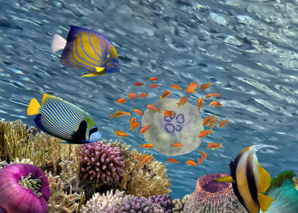 istock Coral reef underwater with jellyfish 1474094932
