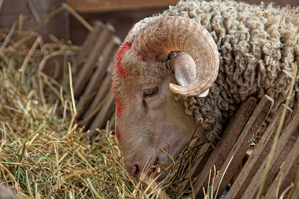 Contrassegnato di pecora - foto stock