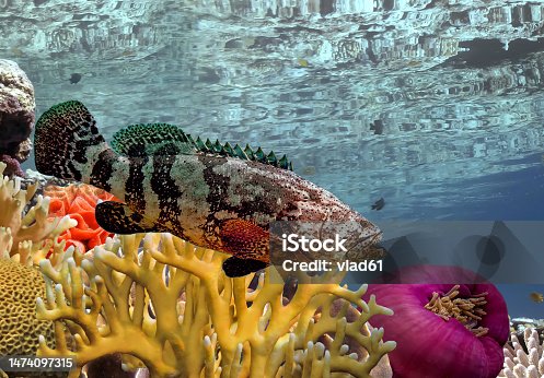 istock Underwater coral reef landscape 1474097315