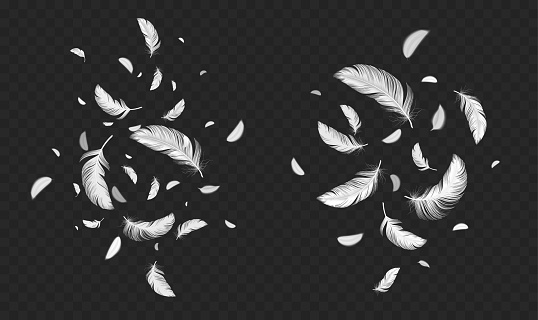 Falling white soft feathers, bird plumage splash. Fluffy quills flying and floating in air. Lightweight feathers isolated on transparent background, vector realistic illustration