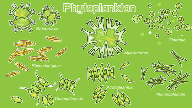 Phytoplankton color Phytoplankton are photosynthesizing microscopic protists and bacteria that inhabit the upper sunlit layer of marine and fresh water bodies of water on Earth. chlamydomonas stock illustrations