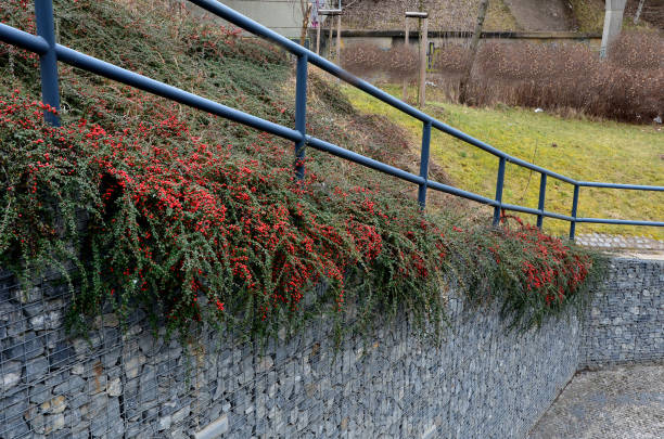 construction of a steep staircase by the stone wall car park with high durability even under heavy load galvanized steel floor grate and railings. gabion above him a wire fence. corridor, narrow, hedera helix, hydrangea petiolaris,