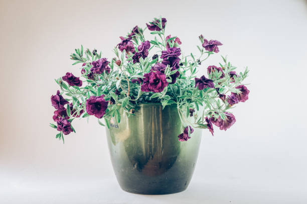 pink petunia flower in green flowerpot isolated, white background