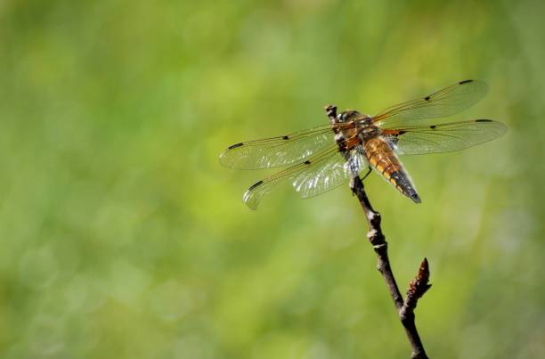 istock A beautiful dragonfly against a green blurred background 1474101822