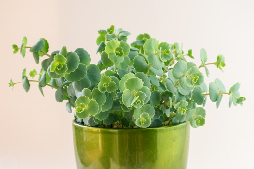 green succulent in flowerpot, isolated