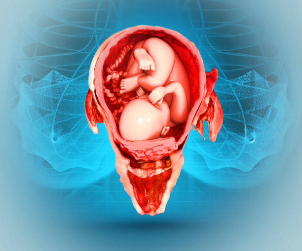 istock A human baby growing inside the womb. 3d illustration 1474102134
