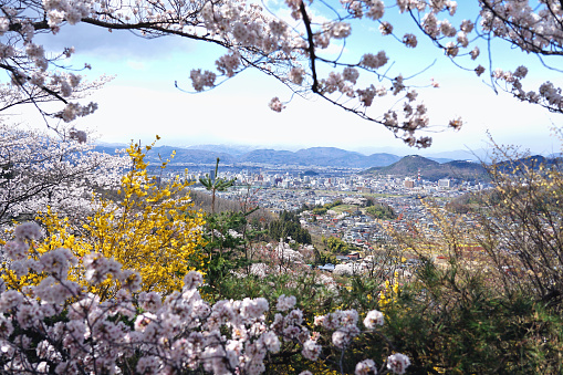 The park is very famous Sakura and beautiful flowers view spot in Hanamiyama park and Fukushima cityscape, Tohoku area in Japan.
