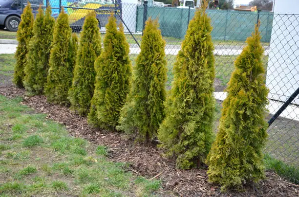 This conically growing cultivar has green yellow needles all year round. They are flat and scaly. They are used in hedges, in groups, but also as a solitaire in smaller spaces, where its yellowish , plicata, smaragd, yellowish, ribbon , occidentalis, arborvitae, neighborhood, sunkist, arbor vitae , landscaping, opacity, landscaping