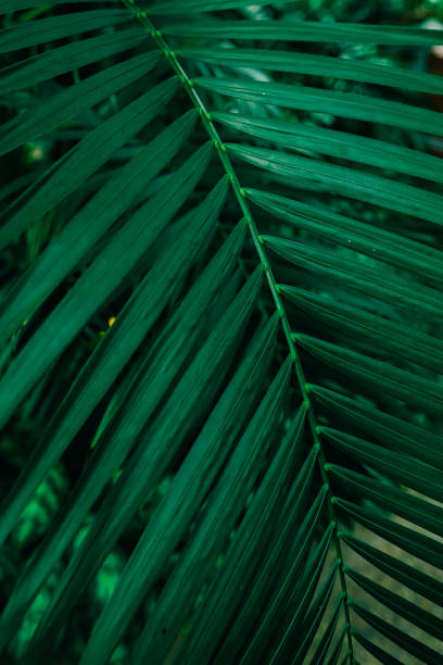 istock Palm leaf backgroung. Green leaves in botanical garden 1474102421