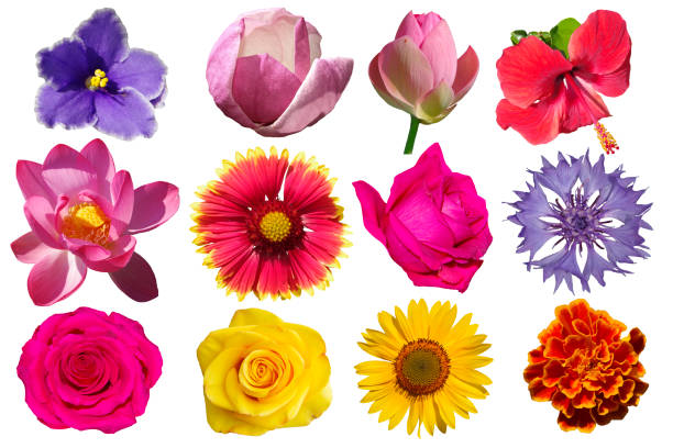 istock Different flowers isolated on white background. 1474102589