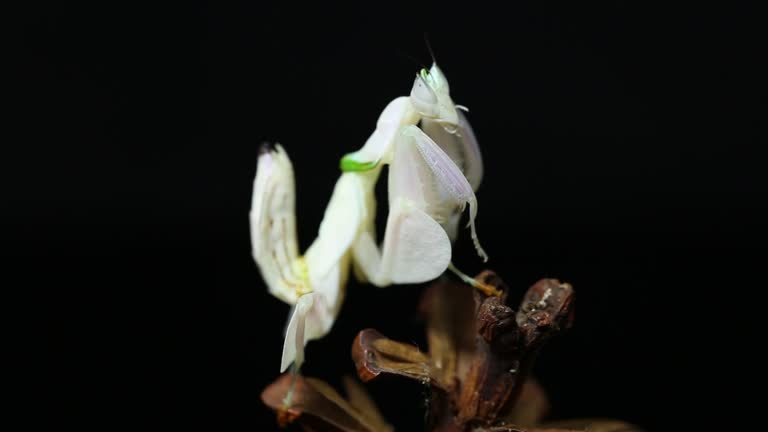 orchid praying mantis hymenopus coronatus