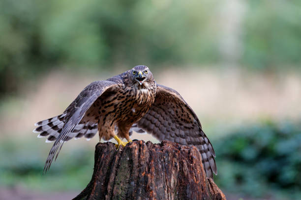 istock Juvenile Northern Goshawk in the forest 1474105118