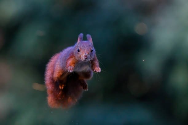 istock Eurasian red squirrel jumping in the forest 1474105302