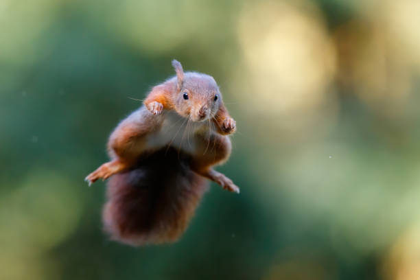 istock Eurasian red squirrel jumping in the forest 1474105313