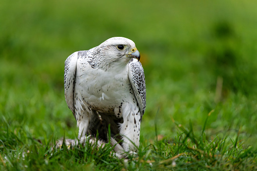 Gyrfalcon (Falco rusticolus), the largest of the falcon species, eating in a meadow in the Netherlands