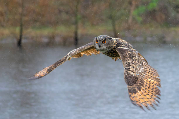 istock European Eagle Owl  flying 1474106560