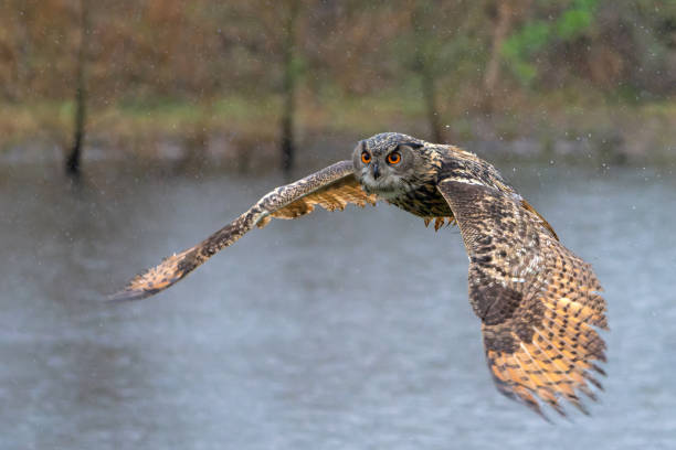 European Eagle Owl  flying European Eagle Owl (Bubo bubo) flying over a lake on a rainy day in Gelderland in the Netherlands. eurasian eagle owl stock pictures, royalty-free photos & images