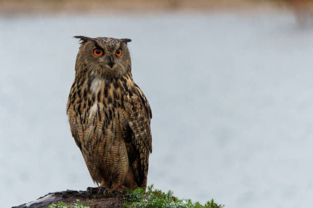 Eurasian Eagle-Owl stock photo