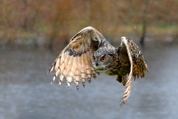 istock European Eagle Owl  flying 1474106679