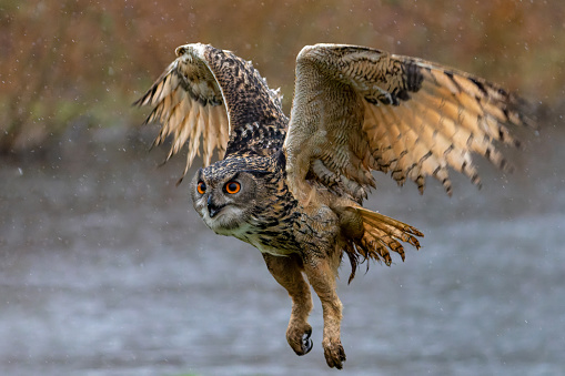 European Eagle Owl (Bubo bubo) flying over a lake on a rainy day in Gelderland in the Netherlands.